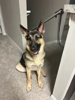 Zuko, a male German Shepherd Dog for sale in Orlando, FL – 3 of 3