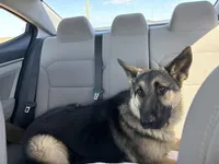Zuko, a male German Shepherd Dog for sale in Orlando, FL – 2 of 4