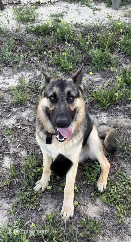 Zuko – German Shepherd Dog puppy for sale in Orlando, FL