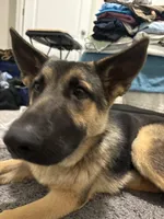 Zuko, a male German Shepherd Dog for sale in Orlando, FL – 3 of 4