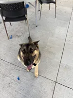 Zuko, a male German Shepherd Dog for sale in Orlando, FL – 4 of 4