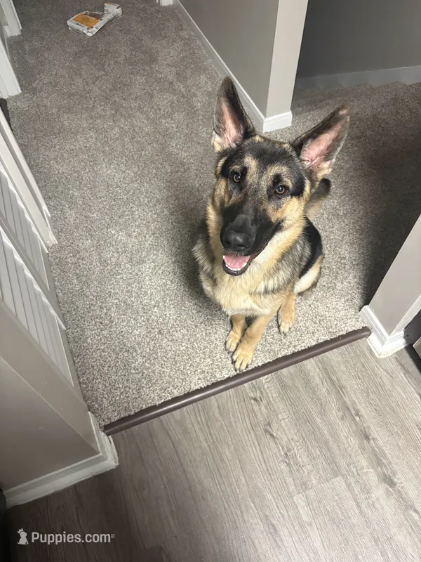 Zuko – German Shepherd Dog puppy for sale in Orlando, FL