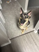 Zuko, a male German Shepherd Dog for sale in Orlando, FL – 1 of 3
