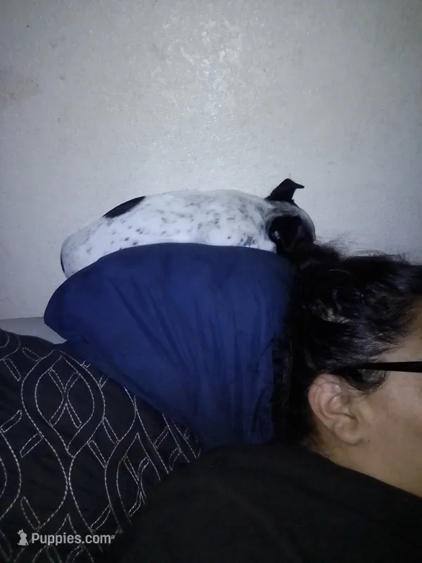 Oreo – Jagdterrier puppy for sale in El Monte, CA