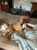 cooper, a male Boxer for sale in Henderson, NC – Photo 2 of 2