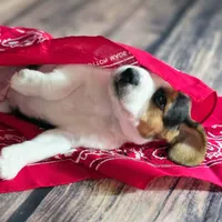 Trigger Pocket Beagle, a male Beagle for sale in Marissa, IL – 4 of 10