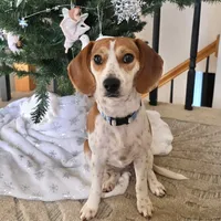 Pocket Bubbles, a female Beagle for sale in Marissa, IL – Photo 1 of 10