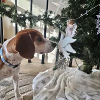 Pocket Bubbles, a female Beagle for sale in Marissa, IL – Photo 2 of 10