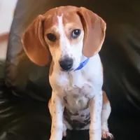 Pocket Bubbles, a female Beagle for sale in Marissa, IL – Photo 7 of 10