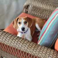 Pocket Bubbles, a female Beagle for sale in Marissa, IL – Photo 9 of 10