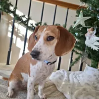 Pocket Bubbles, a female Beagle for sale in Marissa, IL – Photo 5 of 10