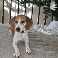 Pocket Bubbles, a female Beagle for sale in Marissa, IL – Photo 4 of 10