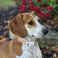 Pocket Bubbles, a female Beagle for sale in Marissa, IL – Photo 6 of 10