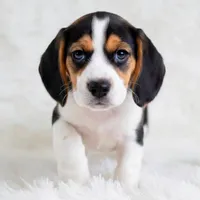Gunner Pocket Beagle, a male Beagle for sale in Marissa, IL – 9 of 10