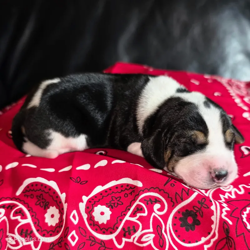 Waitng List reserve  (Pocket Beagle!) – Beagle puppy for sale in Marissa, IL