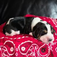 Waitng List reserve  (Pocket Beagle!), a  Beagle for sale in Marissa, IL – 1 of 1