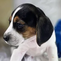 Gunner Pocket Beagle, a male Beagle for sale in Marissa, IL – 7 of 10