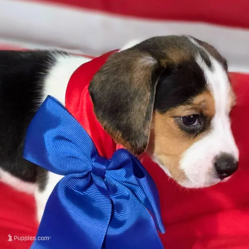 Trigger Pocket Beagle – Beagle puppy for sale in Marissa, IL