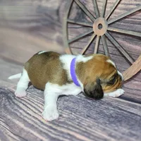 Dakota Pocket Beagle, a female Beagle for sale in Marissa, IL – Photo 5 of 10