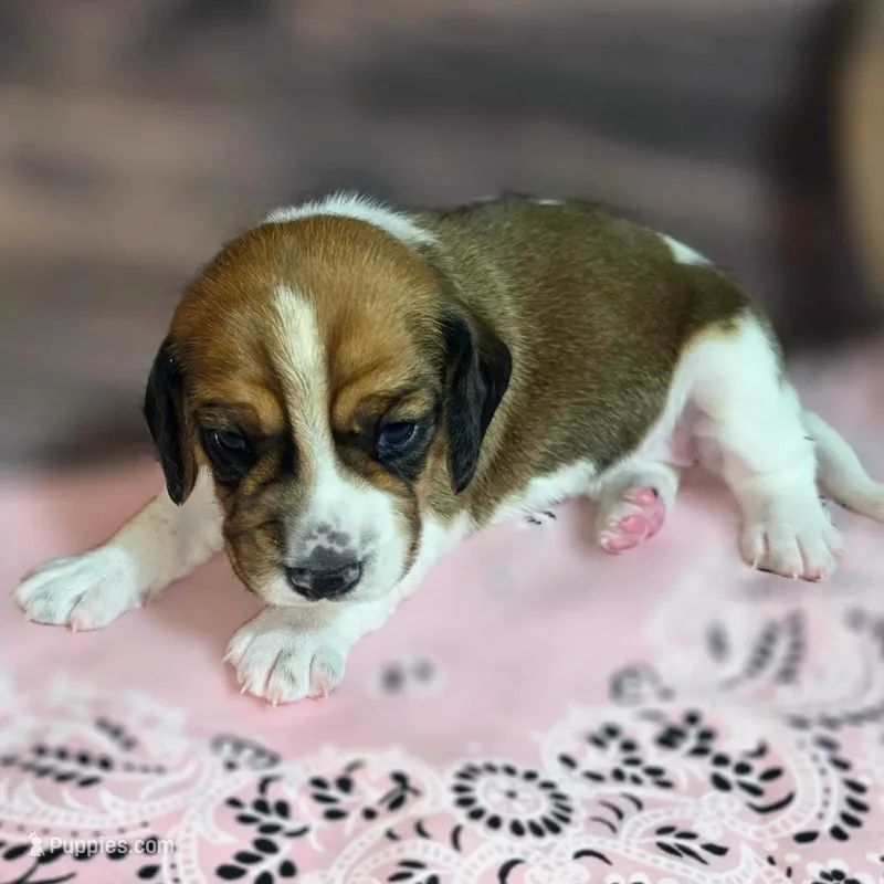 Dakota Pocket Beagle, a female Beagle for sale in Marissa, IL – Photo 1 of 10