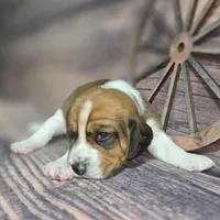 Dakota Pocket Beagle, a female Beagle for sale in Marissa, IL – Photo 3 of 10