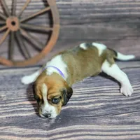 Dakota Pocket Beagle, a female Beagle for sale in Marissa, IL – Photo 2 of 10