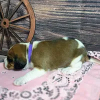 Dakota Pocket Beagle, a female Beagle for sale in Marissa, IL – Photo 7 of 10
