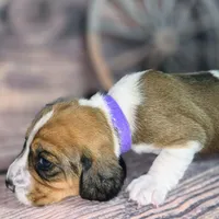 Dakota Pocket Beagle, a female Beagle for sale in Marissa, IL – Photo 9 of 10