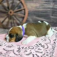 Dakota Pocket Beagle, a female Beagle for sale in Marissa, IL – Photo 10 of 10