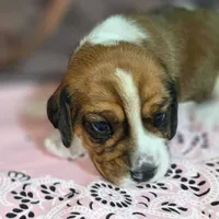 Dakota Pocket Beagle, a female Beagle for sale in Marissa, IL – Photo 6 of 10
