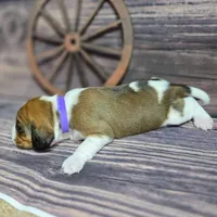 Dakota Pocket Beagle, a female Beagle for sale in Marissa, IL – Photo 4 of 10