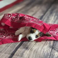 Trigger Pocket Beagle, a male Beagle for sale in Marissa, IL – 3 of 10