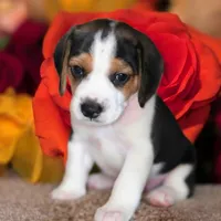 Trigger Pocket Beagle, a male Beagle for sale in Marissa, IL – 6 of 10
