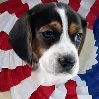 Gunner Pocket Beagle, a male Beagle for sale in Marissa, IL – 6 of 10