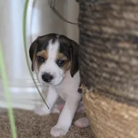 Trigger Pocket Beagle, a male Beagle for sale in Marissa, IL – 2 of 10