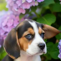 Gunner Pocket Beagle, a male Beagle for sale in Marissa, IL – 8 of 10