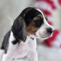 Gunner Pocket Beagle, a male Beagle for sale in Marissa, IL – 4 of 10