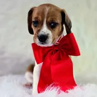 Dakota Pocket Beagle, a female Beagle for sale in Marissa, IL – 2 of 10