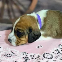 Dakota Pocket Beagle, a female Beagle for sale in Marissa, IL – Photo 8 of 10