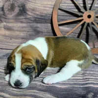 Cowboy Pocket Beagle, a male Beagle for sale in Marissa, IL – Photo 5 of 6