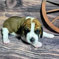 Cowboy Pocket Beagle, a male Beagle for sale in Marissa, IL – Photo 4 of 6