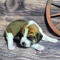 Cowboy Pocket Beagle, a male Beagle for sale in Marissa, IL – Photo 2 of 6