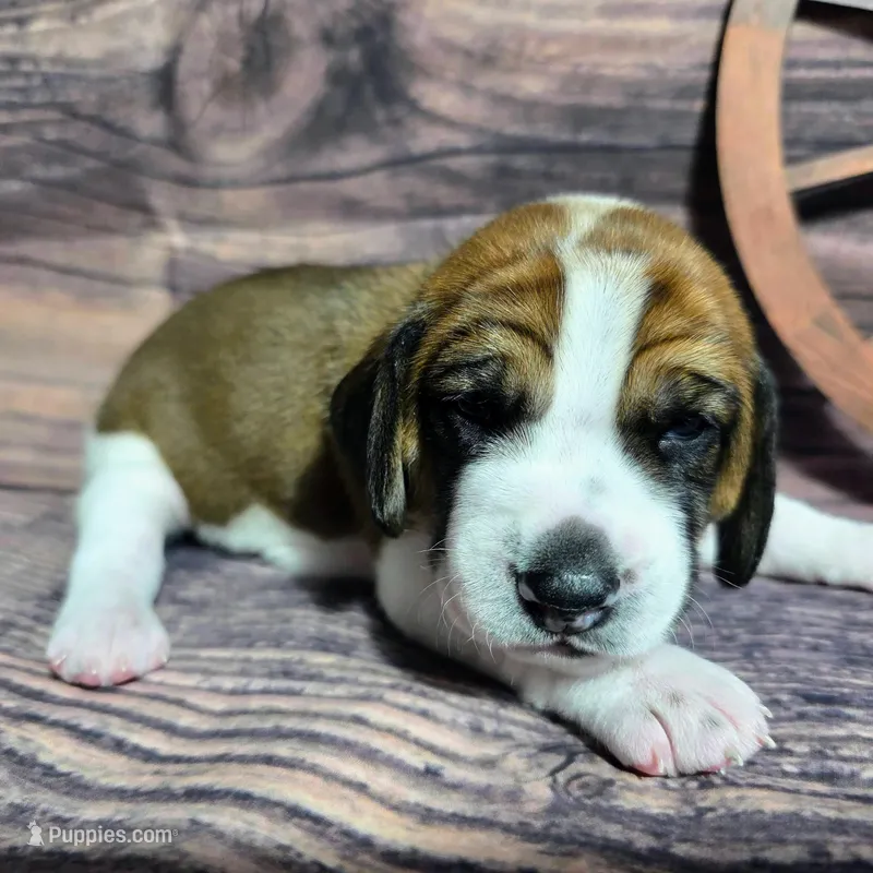 Cowboy Pocket Beagle – Beagle puppy for sale in Marissa, IL