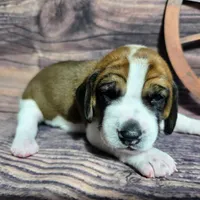 Cowboy Pocket Beagle, a male Beagle for sale in Marissa, IL – Photo 1 of 6