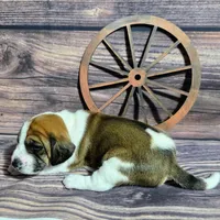 Cowboy Pocket Beagle, a male Beagle for sale in Marissa, IL – Photo 6 of 6
