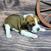 Cowboy Pocket Beagle, a male Beagle for sale in Marissa, IL – Photo 3 of 6