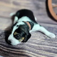 Gunner Pocket Beagle, a male Beagle for sale in Marissa, IL – Photo 4 of 8