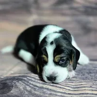 Gunner Pocket Beagle, a male Beagle for sale in Marissa, IL – Photo 2 of 8