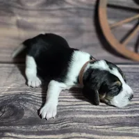 Gunner Pocket Beagle, a male Beagle for sale in Marissa, IL – Photo 3 of 8