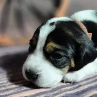 Gunner Pocket Beagle, a male Beagle for sale in Marissa, IL – Photo 7 of 8